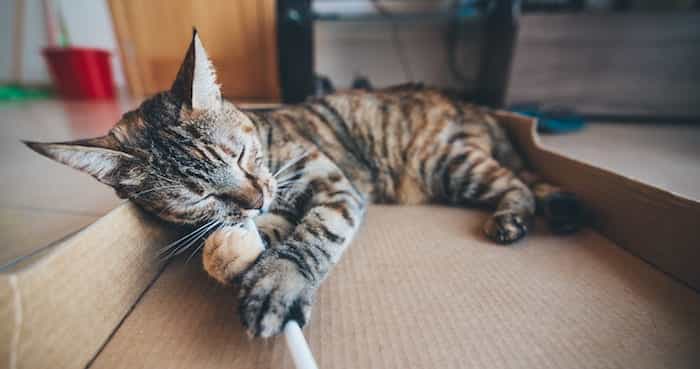 Un gato en una cama de cartón mordisqueando