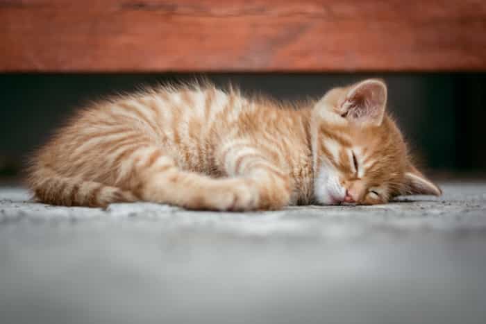 Un gatito recién nacido durmiendo en la alfombra