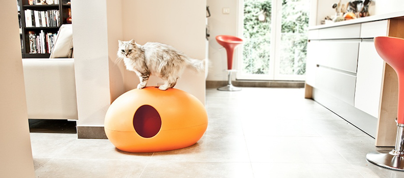 Un gato en un arenero de diseño