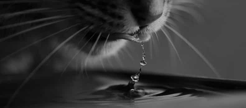 Gato bebiendo agua de un bebedero sin bordes evitando que tire el agua