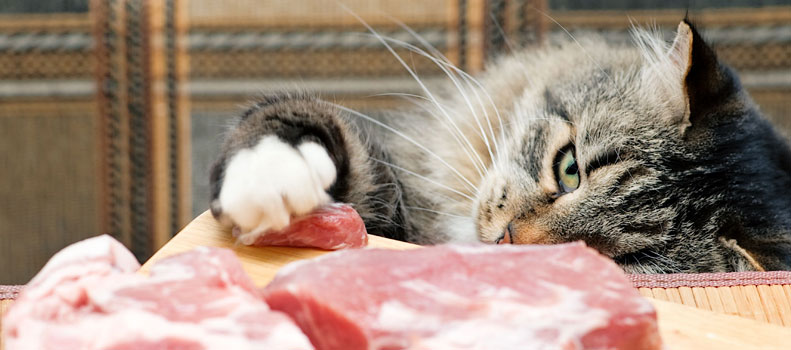 Un gato alimentándose de la dieta barf.