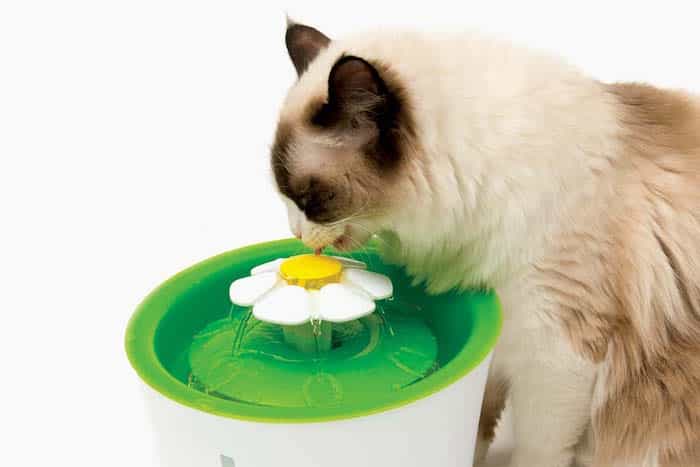 Gato bebiendo agua de un bebedero fuente para gatos