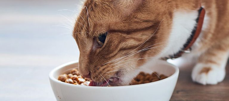 Mi Gato Tira La Comida Del Comedero