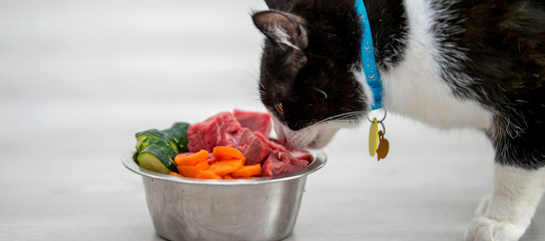 Alimentos que comen los gatos