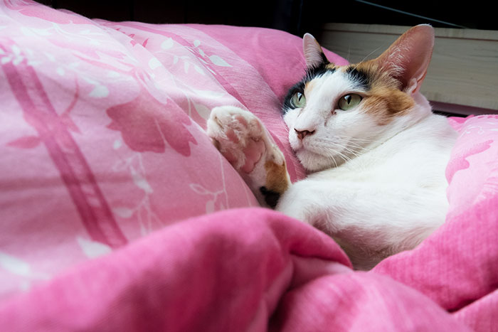 Gato convaleciente después de un chequeo veterinario