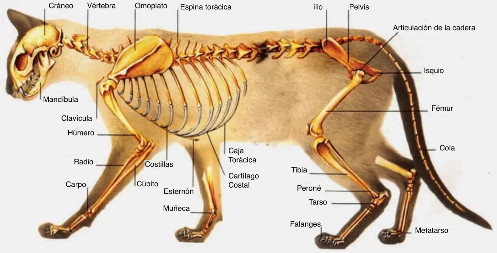 Anatomía osea de los gatos