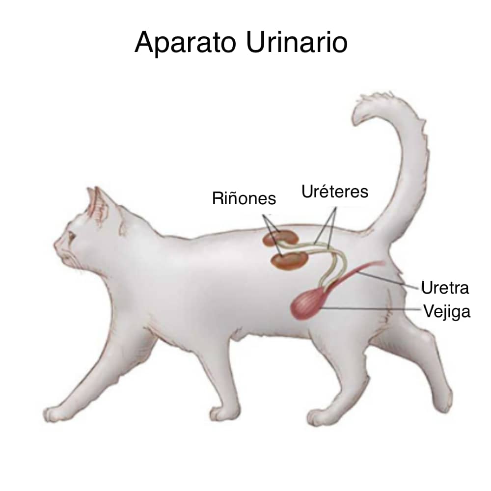 Esquema del aparato urinario de los gatos