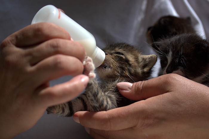 Alimentando un gato pequeño con leche maternizada