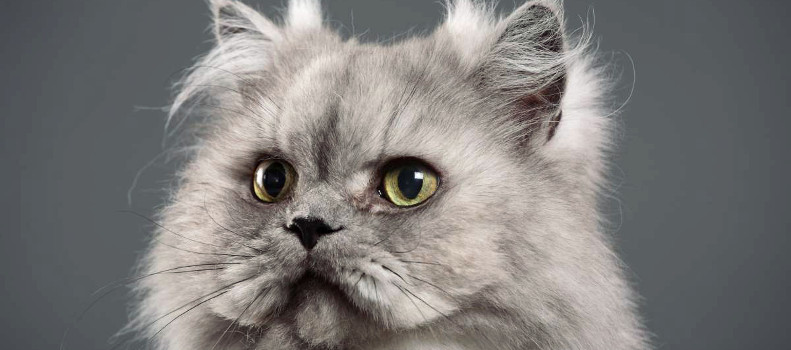 Gato persa de color gris
