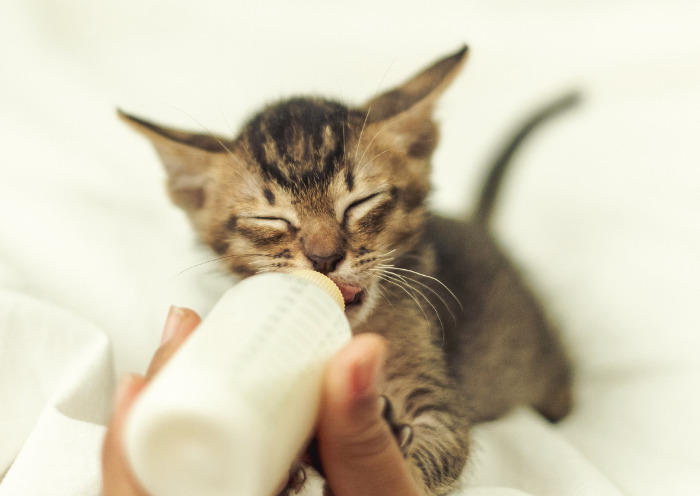 Gatito tomando biberón con leche de fórmula