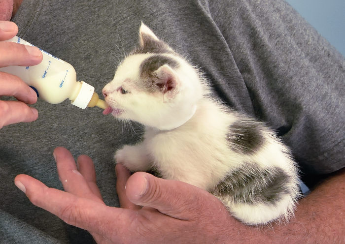 Gatito bebe bebiendo leche de fórmula