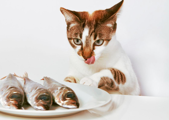Gato saboreando y observando pescado