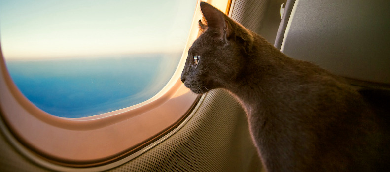 Gato que viaja en avión