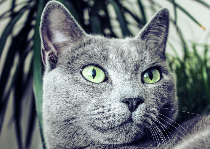 Gato gris azul ruso