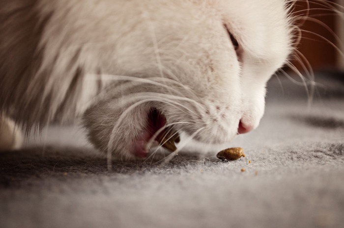 Gato vomitando comida seca