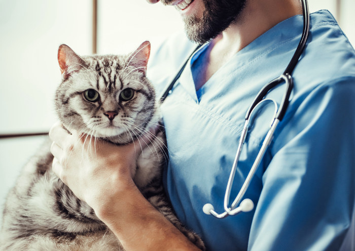 Gato con su veterinario en una revisión