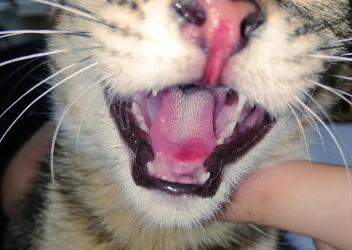 Herida en la lengua del gato como síntoma del calicivirus felino